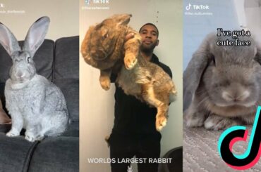 Cute and Funny Bunnies of TikTok - Flemish Giant Rabbit Edition