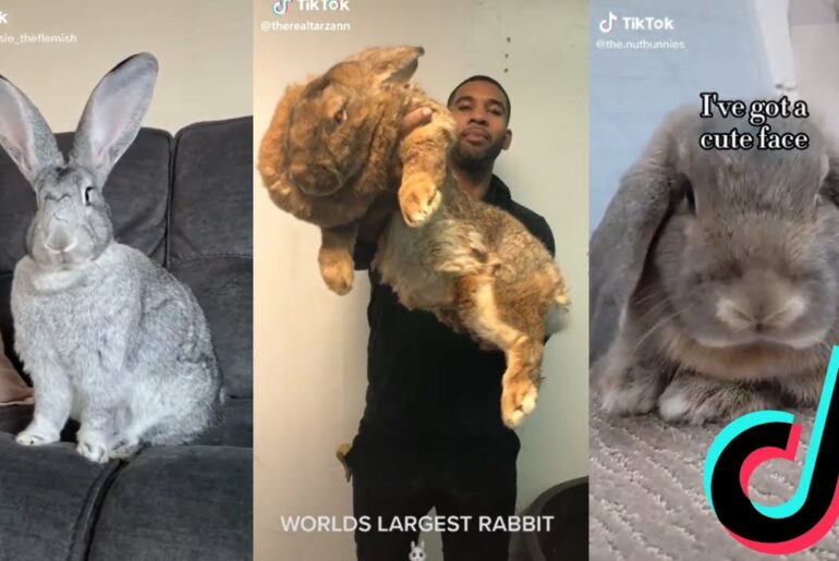 Cute and Funny Bunnies of TikTok - Flemish Giant Rabbit Edition