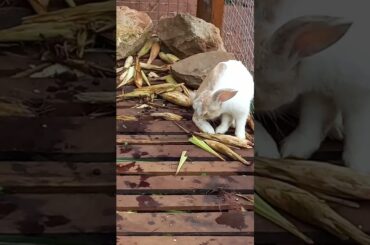 cute rabbit September 30, 2021