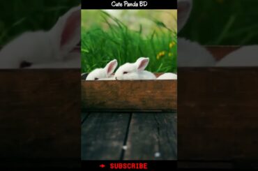 Cute Rabbit | Beautiful Rabbit Videos #shorts