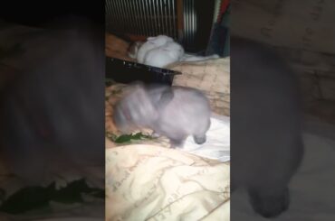 Supper Cute Rabbit Baby Bunny Jumping Video #shorts #rabbit #bunny