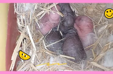 Wonderful Rabbit Mum Giving Birth To huge 05 Cute Baby Bunnies At Home For The second Time
