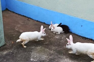 Cute Baby Rabbits Videos | Baby Animal