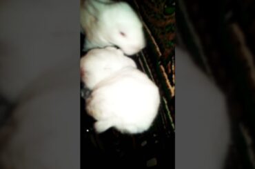 Most Beautiful Cute Bunny Just Want To Sleep #shorts #rabbit #bunny