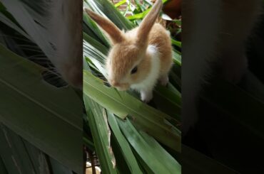 cute bunny