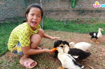 Loc Cute Find Food Carrot For Cute Rabbit and Duck in animals home