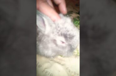 Cute Baby Bunny Want Head Massage Before To Sleep, #shorts #pet #bunny