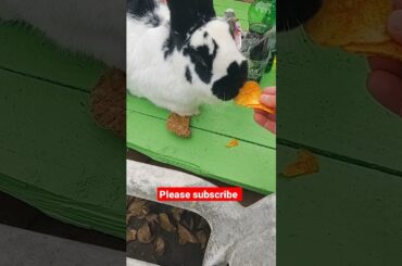 Funny Animal Videos Funny Rabbits Videos Cute Rabbit #shorts