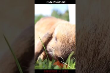 Cute Rabbit | Smart Rabbit | A beautiful Rabbit #shorts