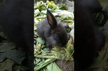 what kind this cute baby Rabbit!?