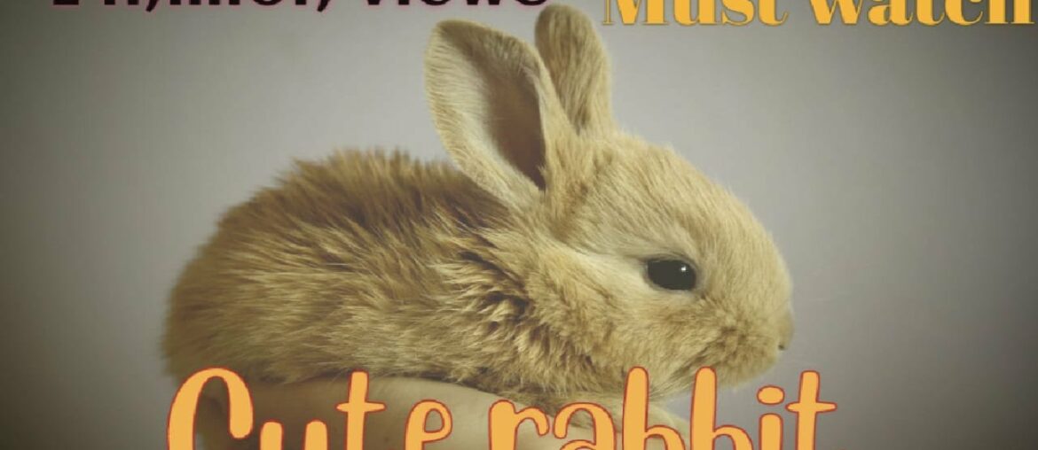 Cute Rabbit and its beautiful movements for Rabbits Lovers. #rabbit #lovers #bunny #naturevidz