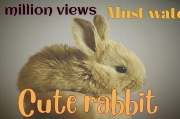 Cute Rabbit and its beautiful movements for Rabbits Lovers. #rabbit #lovers #bunny #naturevidz