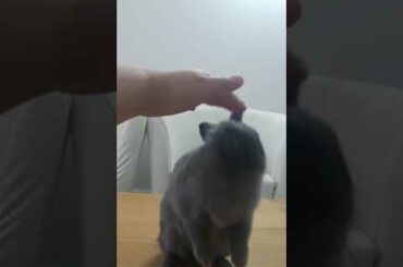 Funny and Cute Baby Bunny Rabbit Videos | Baby Animal Video Compilation | #Shorts #30