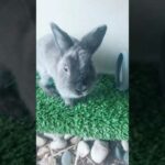 Funny and Cute Baby Bunny Rabbit Videos | Baby Animal Video Compilation | #Shorts #27