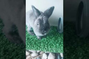 Funny and Cute Baby Bunny Rabbit Videos | Baby Animal Video Compilation | #Shorts #27