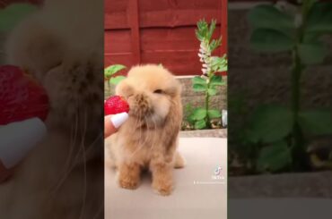 Cute Baby Rabbit -  Cute Bunny