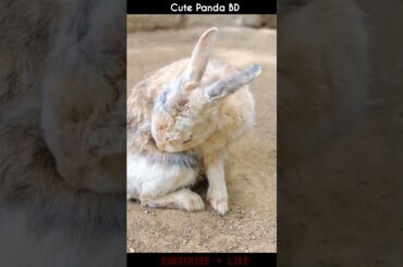 Cute Rabbit | A Beautiful Rabbit | Smart Rabbit #shorts
