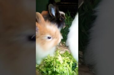 Beautiful Cute and Fluffy Rabbit Bunnies Video, #rabbit #bunny #bunnies