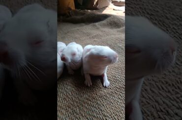 baby cute sweet rabbit