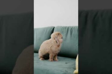 Cute Rabbit Funny Animals Videos Bugs Bunny