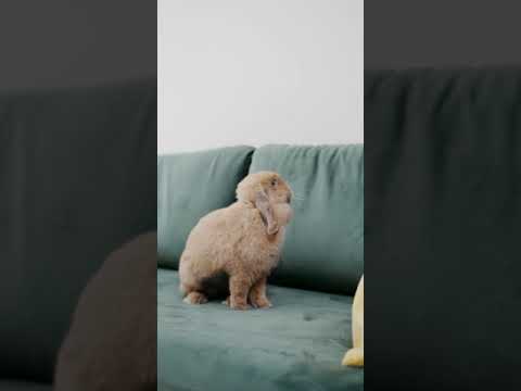 Cute Rabbit Funny Animals Videos Bugs Bunny