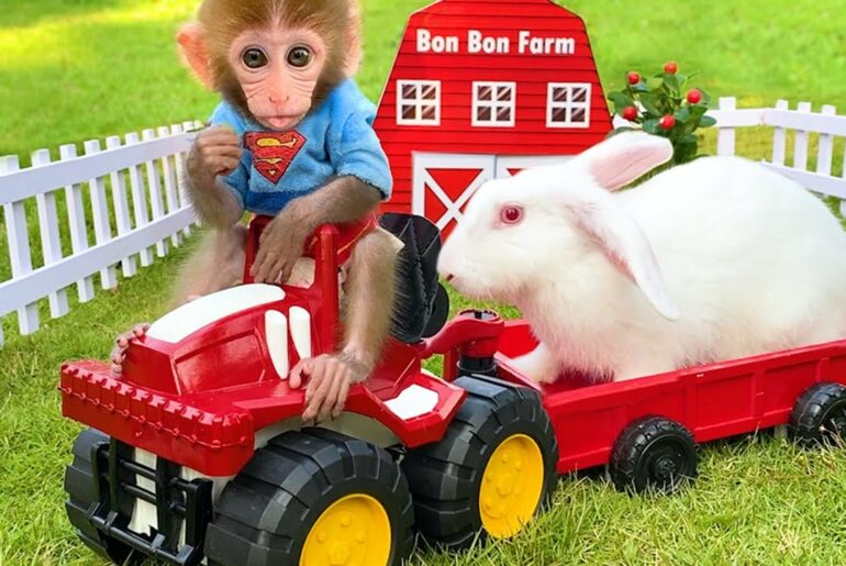 Baby rabbit lost in the forest is returned by Baby Monkey Bon Bon by farm car