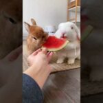 Cute Rabbit awesome eating food pets animals video 2021 #shorts