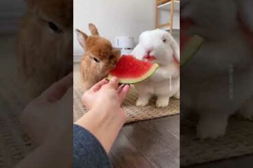 Cute Rabbit awesome eating food pets animals video 2021 #shorts