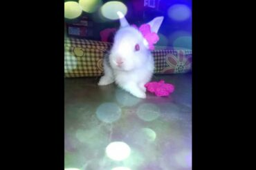 CUTE BUNNY  #YOUTUBESHORTS #BUNNYLOVER