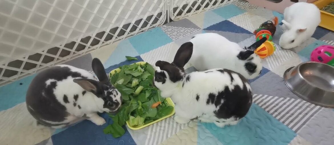 Five Bonded Bunnies - Mix Breed Netherland Dwarf Bunny Rabbits