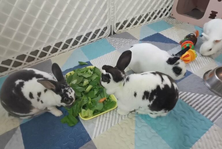 Five Bonded Bunnies - Mix Breed Netherland Dwarf Bunny Rabbits