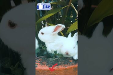 So Cute Rabbit #shorts