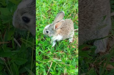 Cute bunny eating grass #Shorts