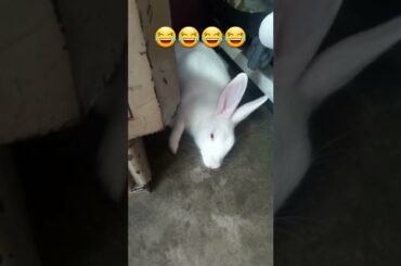 Cute Rabbit flops #shorts #youtubeshortsfeature #ytshortsindia