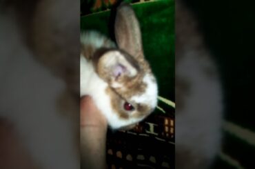 Most Cute Baby Bunny, Cute Bunny #shorts #bunny #bunnies