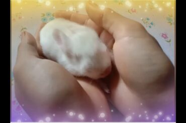 CUTE BUNNY DAY (10) || BUNNY LOVER ||