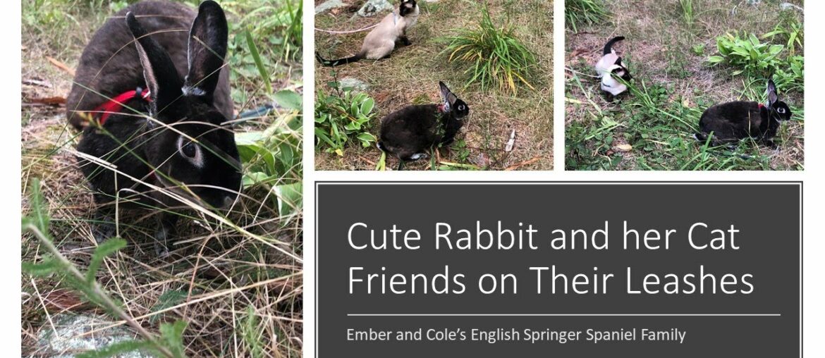 Cute Rabbit And Her Cat friends On Their Leashes! #shorts Cute Rabbit And Her Cat friends On Their Leashes! #shorts