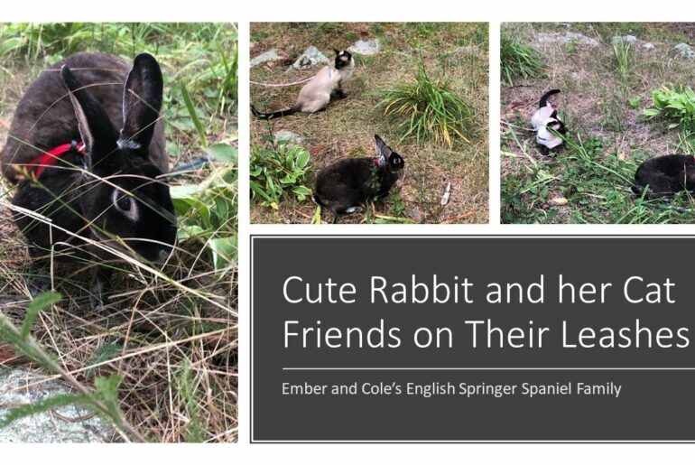 Cute Rabbit And Her Cat friends On Their Leashes! #shorts