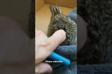 Cute baby bunnies #shorts #tiktok #bunny #baby bunny #cute #cutebunny #funbun #rabbit #pets