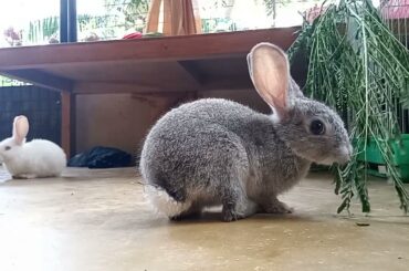 1st time a Cute Rabbit sees a Hooman, funny stares all through the video