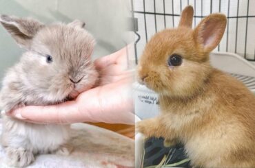 Funny Bunny Videos | Funny And Cute Baby Bunny Rabbit Videos | A Funny Bunny Videos Compilation