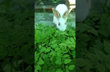 Fresh Food Cute Rabbit#shorts