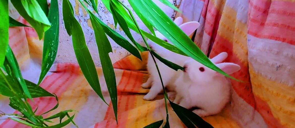 #shorts Funny Bunny Rabbit Videos – relaxing videos – CUTE BUNNY Videos – copyright free videos #shorts Funny Bunny Rabbit Videos - relaxing videos - CUTE BUNNY Videos - copyright free videos