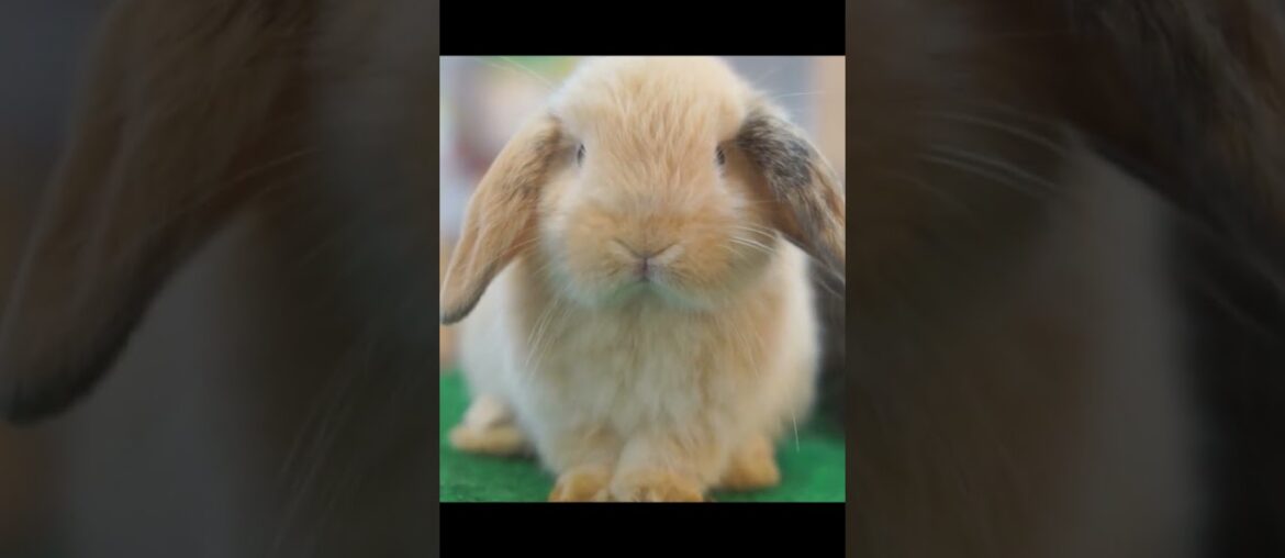 Adorable baby rabbit + So cute #shorts #cute #bunny #rabbit #pets