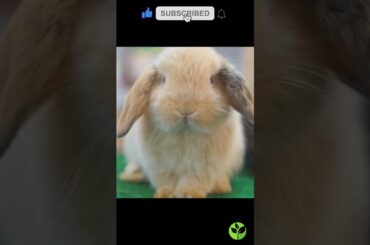 Adorable baby rabbit + So cute #shorts #cute #bunny #rabbit #pets
