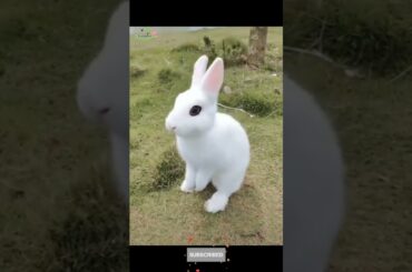 Cute Rabbit #shorts