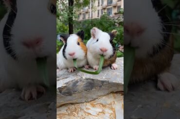 Cute bunny eating gross #shorts #rabbit #animalworld