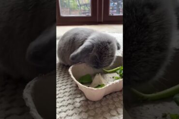 Funny and Cute Baby Bunny Rabbit Videos | Baby Animal Video Compilation | #Shorts #39