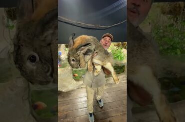 Funny and Cute Baby Bunny Rabbit Videos | Baby Animal Video Compilation | #Shorts #41