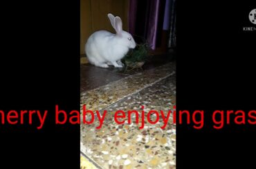 my cute baby rabbit cherry eating grass rabbit (cherry )#cuteness #rabbitcherry #rabbits